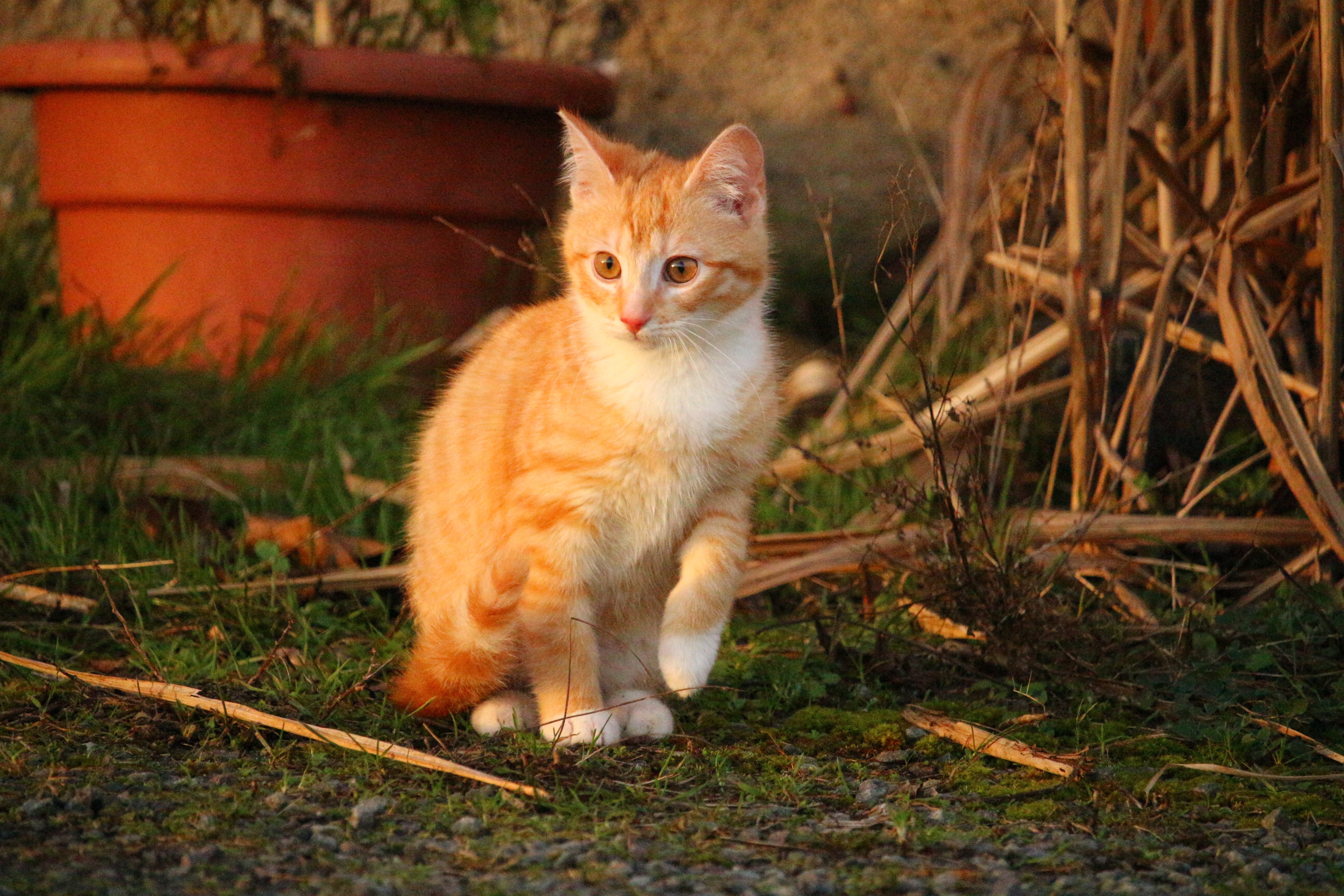Tabby Cat рыжий