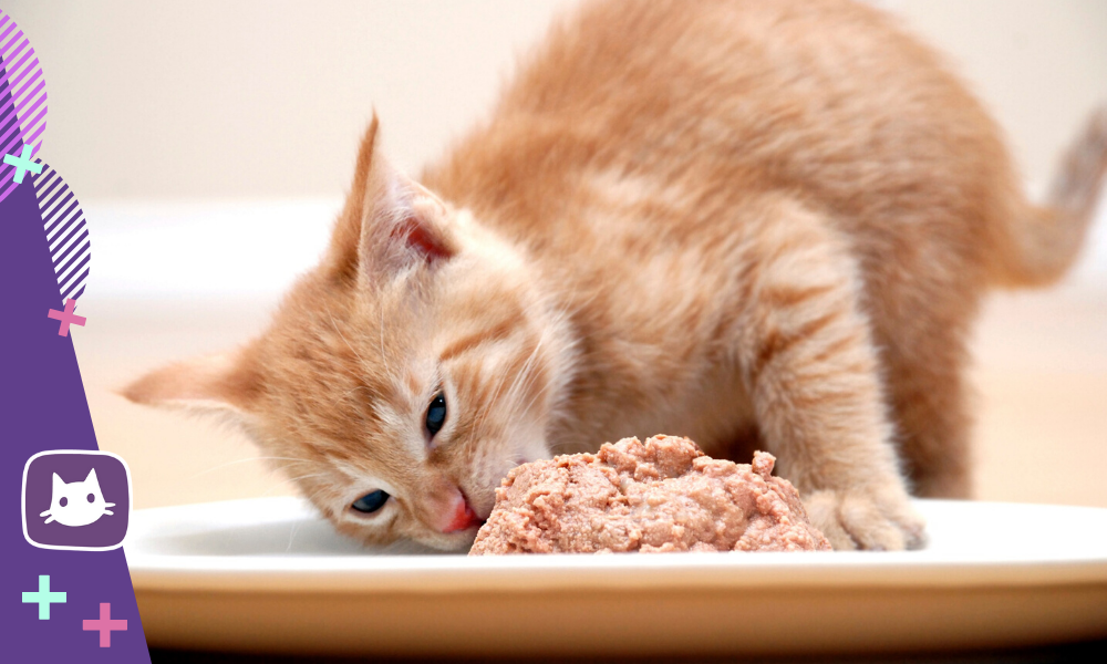 Кошка ест оливки (маслины) — почему и полезно ли это? почему кошки любят оливки и маслины, что их привлекает? можно ли кошкам давать оливки