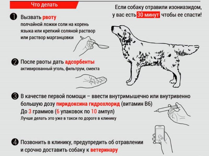 Рвота у собаки: виды, причины и помощь животному | блог ветклиники "беланта"
