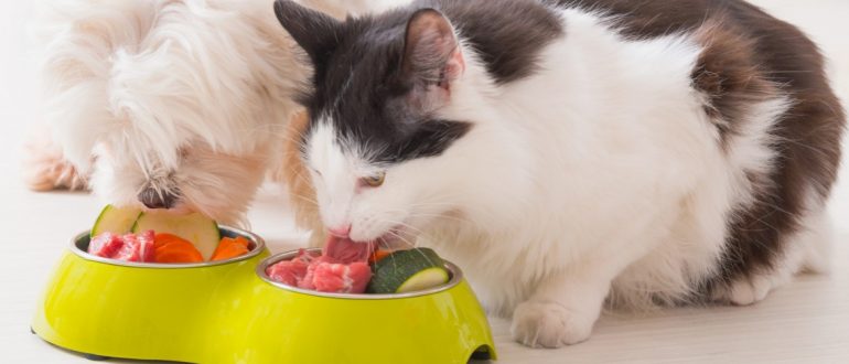 Когда можно давать сухой корм котенку? как правильно переводить животное на сухой корм? возраст для кормления сухими кормами