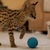 Самые маленькие породы кошек – список, описание, фото и видео