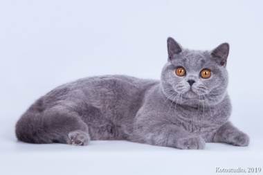 Питомник британских короткошерстных кошек «bastet-a-tet»