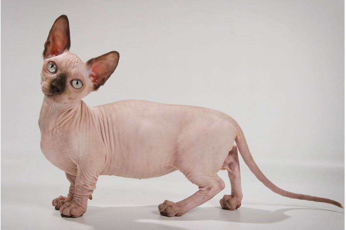 Бамбино кошка: стандарт породы, уход, кормление, цена