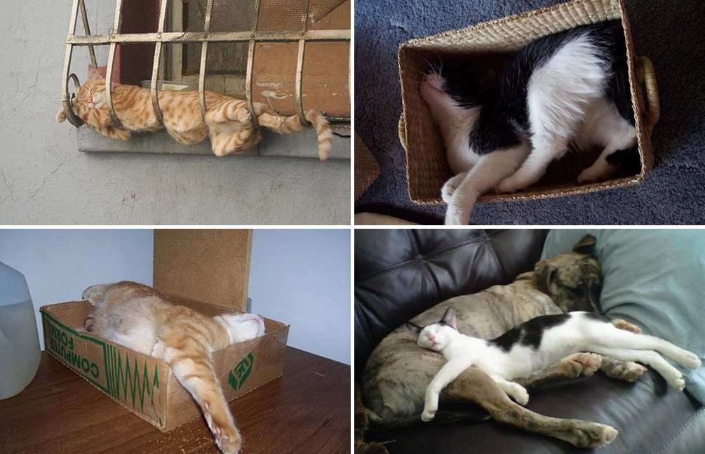 7 причин, почему кошке не место в кровати