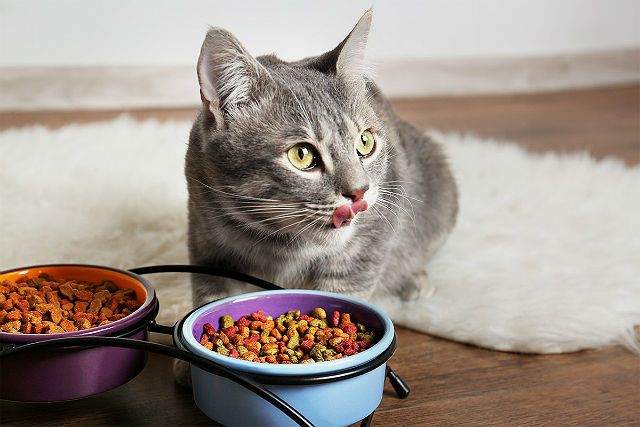 Почему кошки срыгивают еду