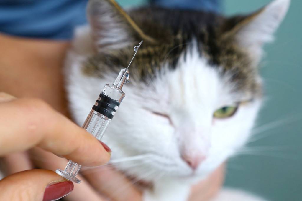 Препарат ацилок при лечении заболеваний жкт у кошек