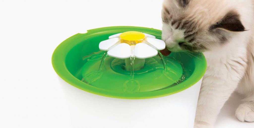 Котенок не пьет воду: что делать, причины, как приучить котенка пить воду из миски