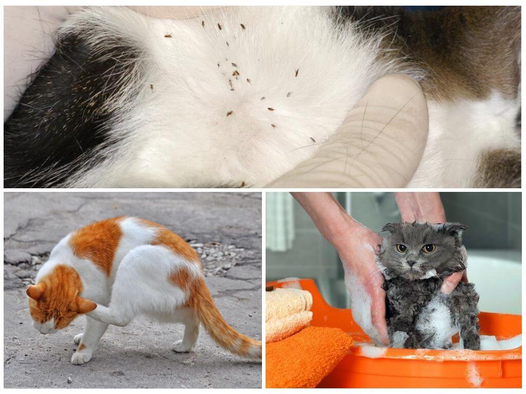 Народные средства от блох у кошек: как вывести в домашних условиях, применение чеснока или хозяйственного мыла