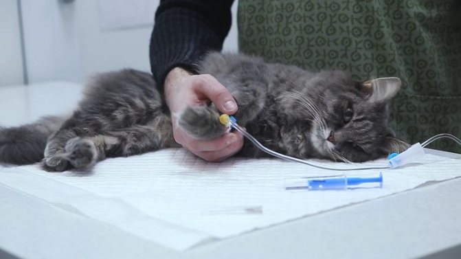 Кровь в моче у кошки, кота или котенка, частое мочеиспускание: причины, диагностика и лечение