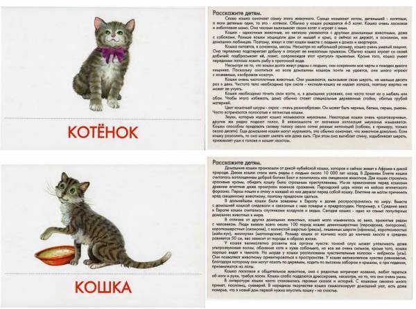 На сколько дней можно оставлять кошку одну?