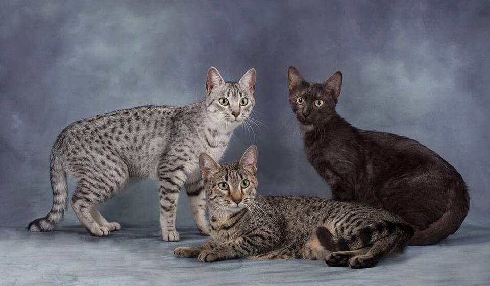 Способы определить породу своей кошки или кота по окрасу