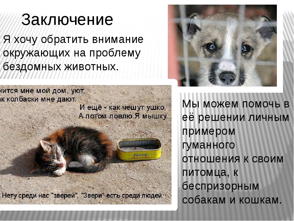 Бездомные животные: описание проблемы, приюты, помощь и рекомендации :: syl.ru