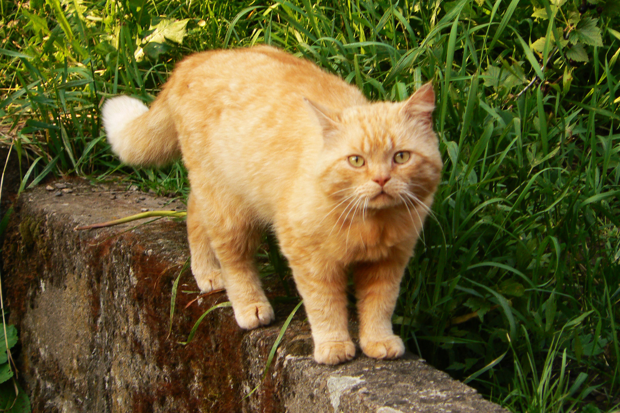 Породы рыжих кошек с фотографиями и названиями пород кошек