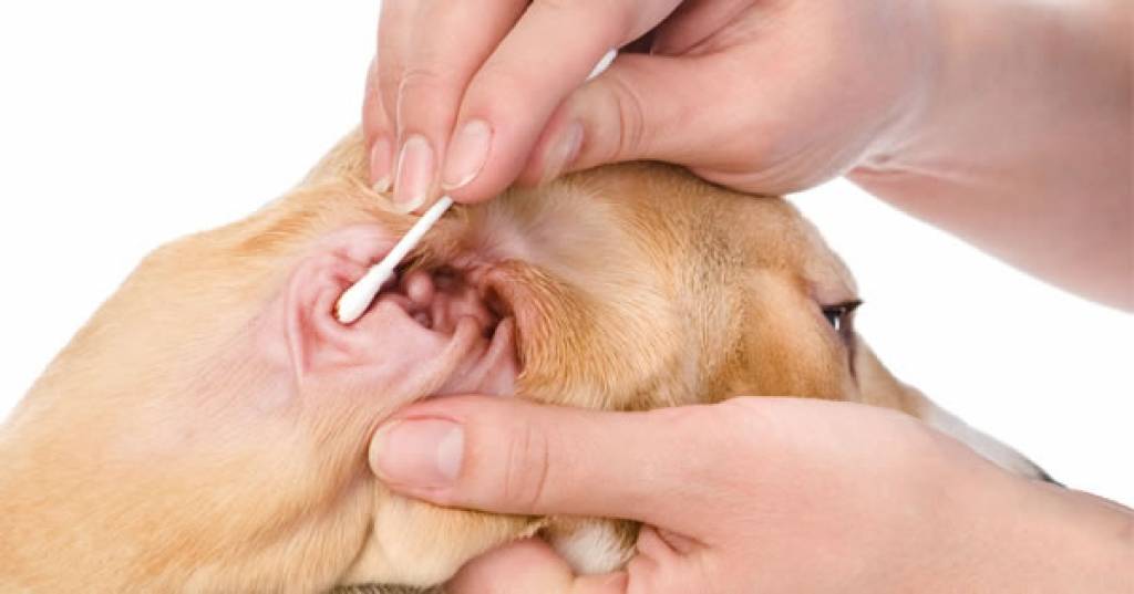 Собака трясет головой и чешет ухо — причина и лечение