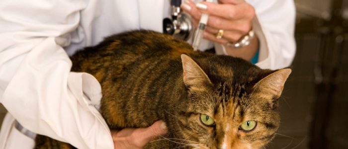 Вакцинация кошке от лишая