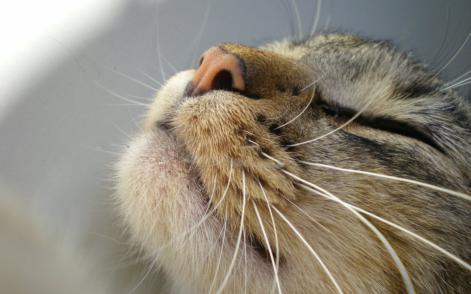 Зачем кошке усы и как называются усы у кошки