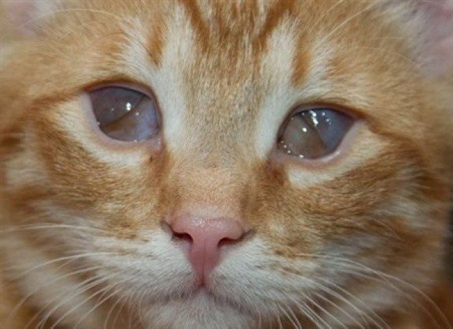 У кота глаза наполовину закрыты пленкой. 6 причин