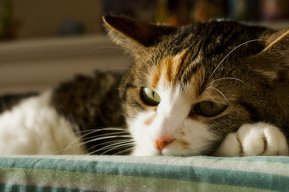 Гепатит у кошек (инфекционный, вирусный, токсический): симптомы и лечение, прогноз, передается ли человеку, питание