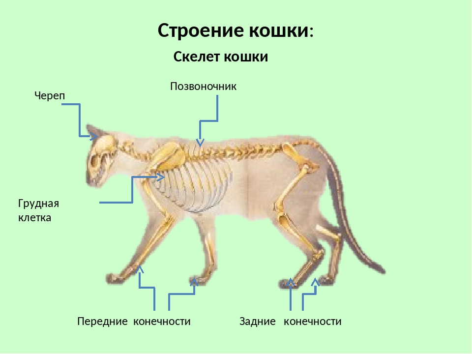 Строение кошки: внутренние органы, анатомия