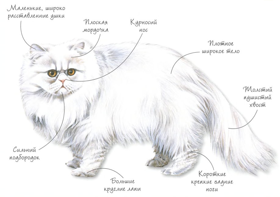 Длинношерстные кошки: породы с фото и описанием
длинношерстные кошки: породы с фото и описанием