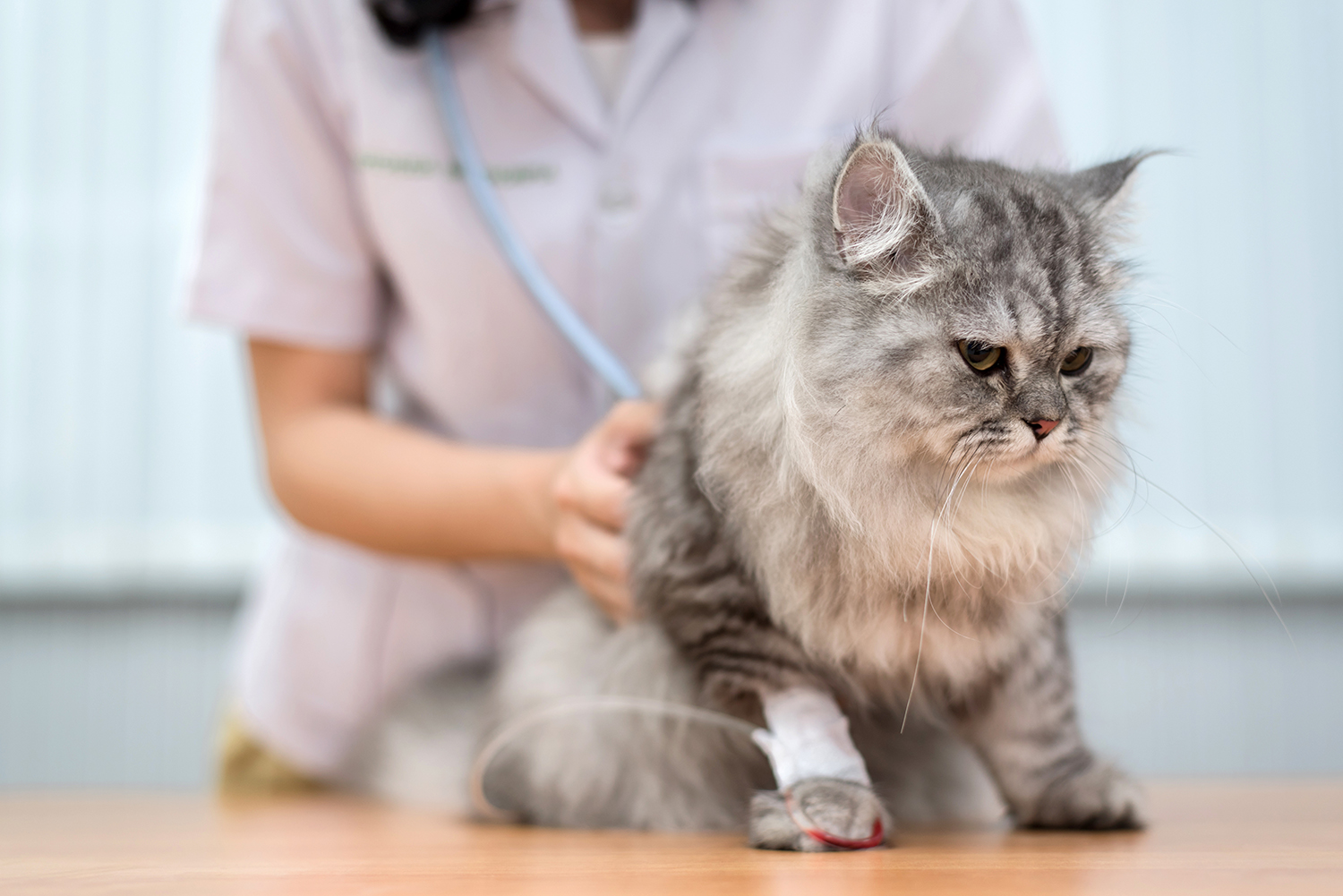 Распространенные почечные заболевания у кошек, симптомы нефрита и других проблем с почками, лечение и прогноз