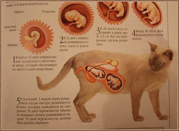 Что делать, если у кошки случилась замершая беременность?