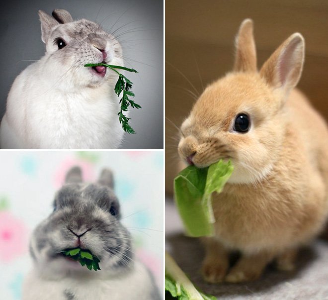 Кролики великаны — топ-6 пород