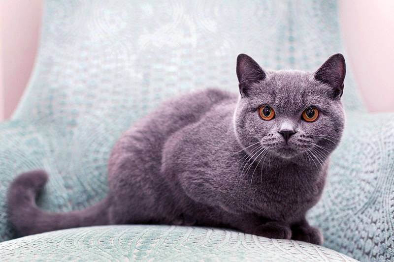 Британская короткошерстная кошка: описание породы и фото