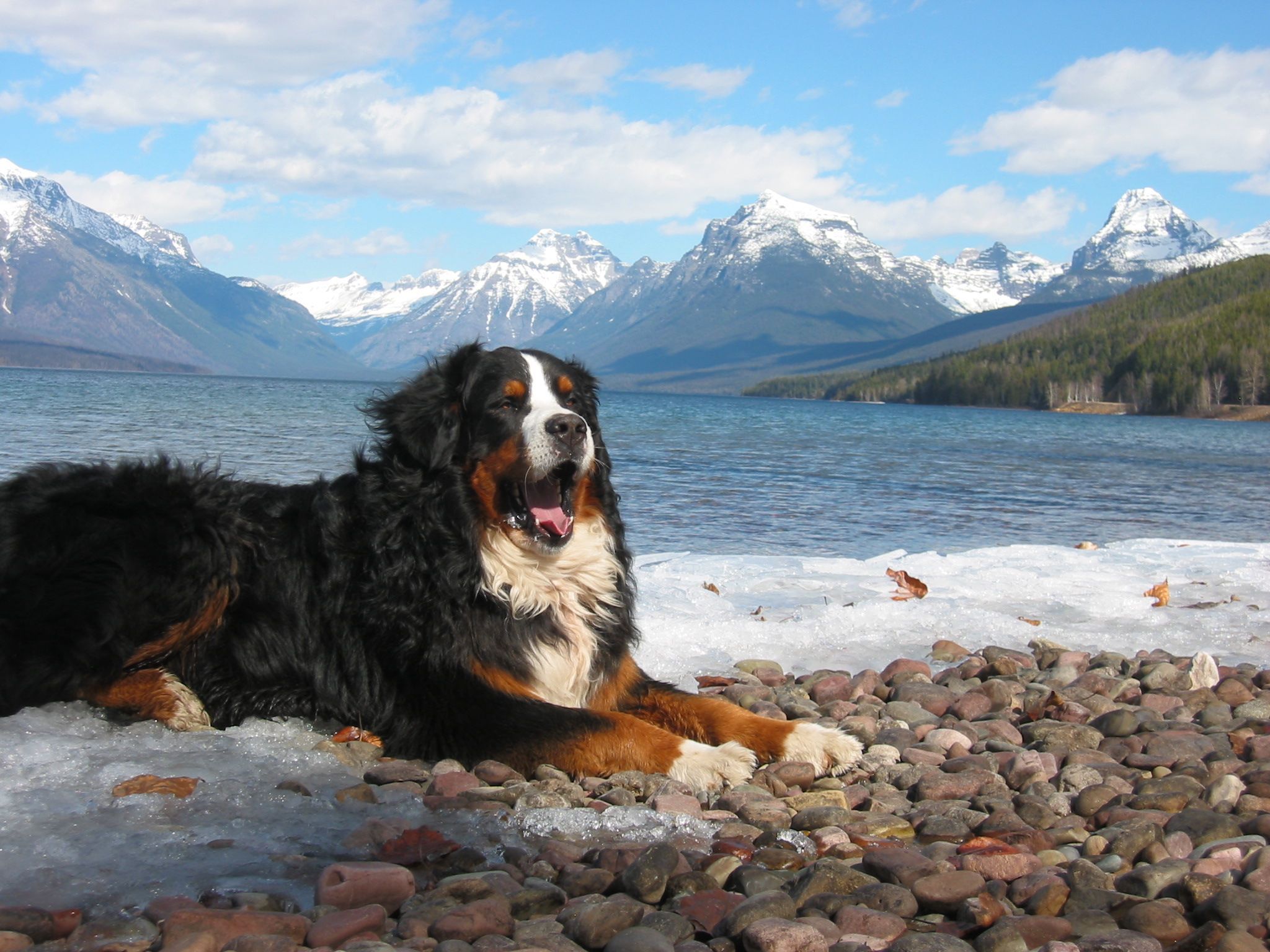 Mountain dog 1. Бернский зенненхунд. Овчарка Бернский зенненхунд. Пиренейский горный зенненхунд. Бернская Горная пастушья собака.