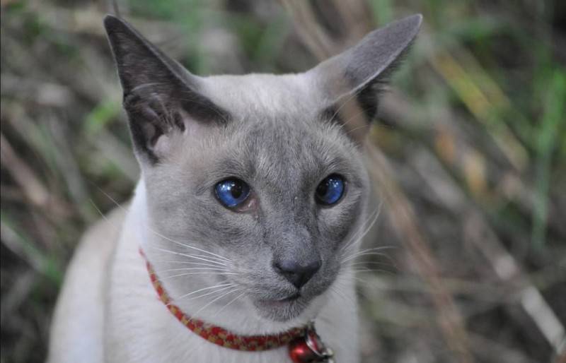 Домашняя кошка: виды, описание, характеристики