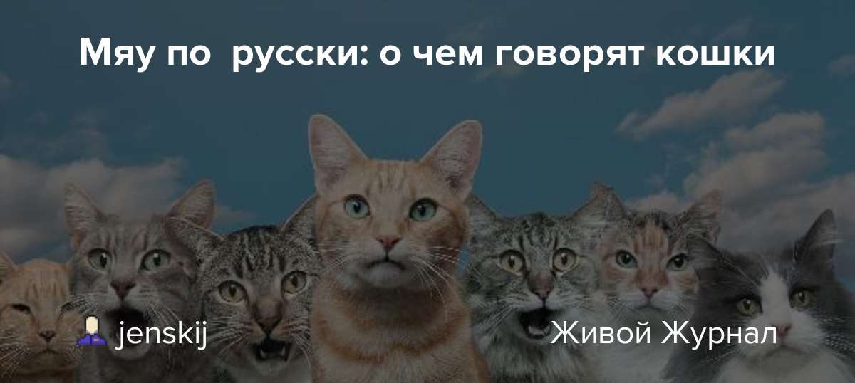 Как понять язык кошки?