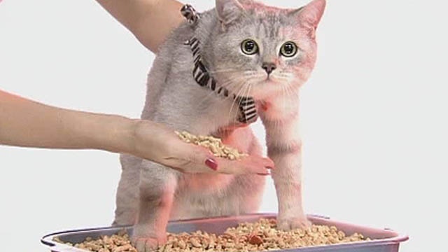 Приручение дикого котёнка к рукам: полезные советы и рекомендации