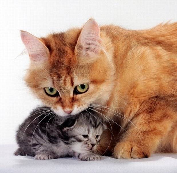 Как ухаживать за новорожденными котятами