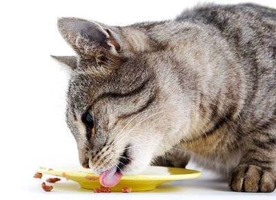 Что кошки любят есть больше всего, какой едой можно побаловать любимого кота?