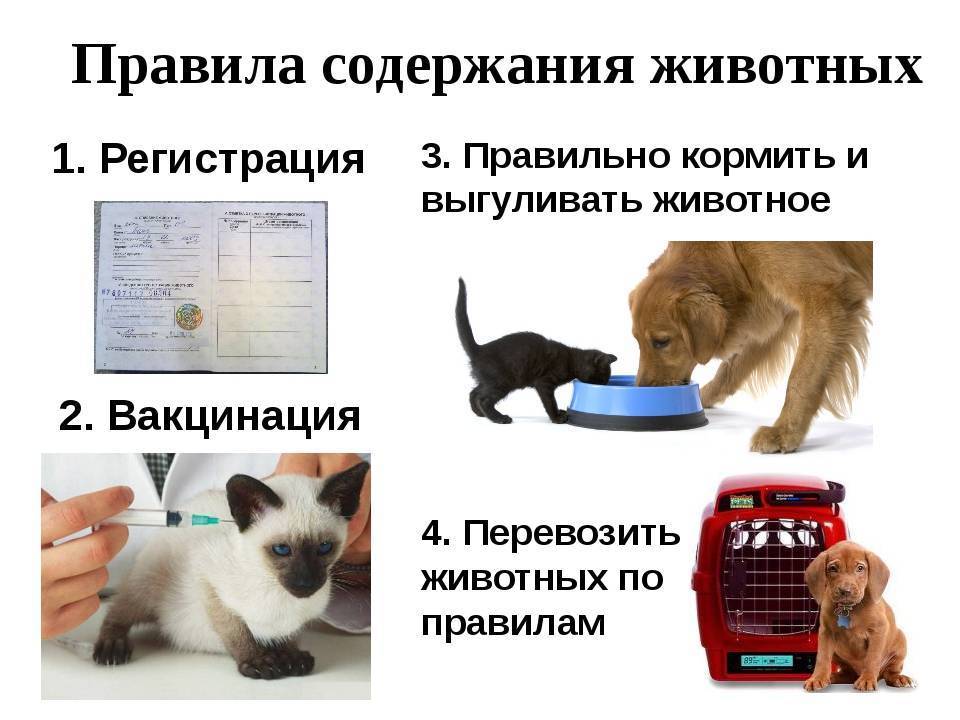 Как подружить собаку с кошкой в квартире: советы и рекомендации