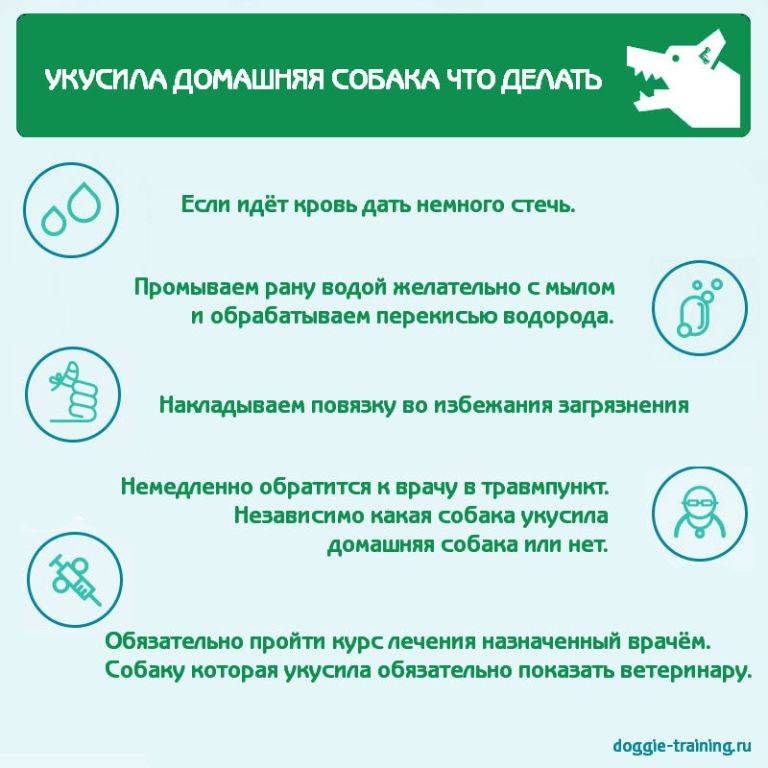 Укусила собака, что делать? осложнения травмы, бешенство, симптомы, лечение, последствия, первая помощь.  прививки после укуса собаки детям. :: polismed.com