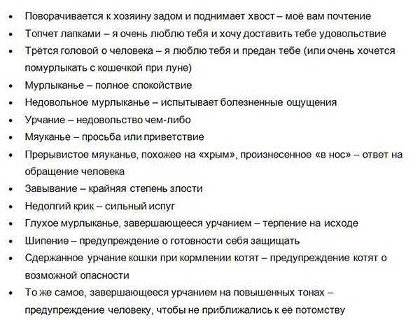 Язык кошек. кошачий язык - переводчик. мяуканье кошки - как понять?