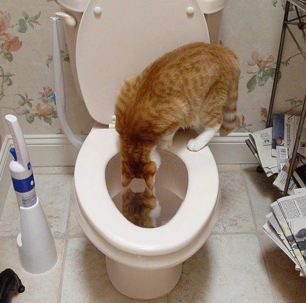 Почему кот ходит в туалет по большому с кровью, причины и лечение