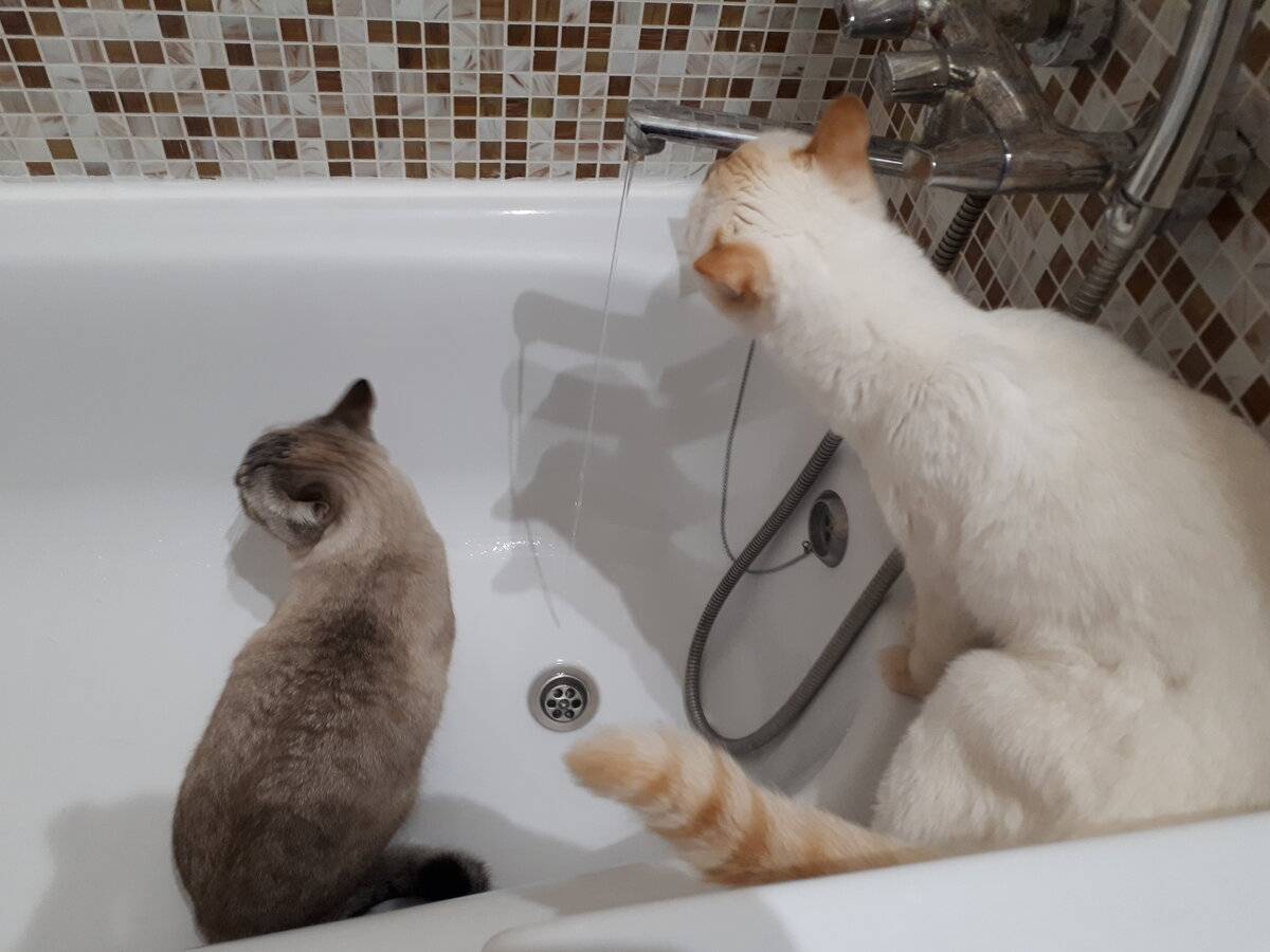 Как помыть кота, если он боится воды: рекомендации и советы