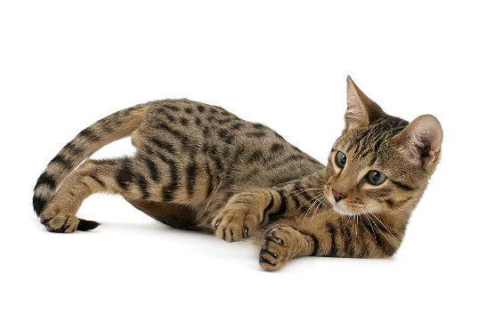Серенгети кошка. описание, особенности, уход и цена кошки серенгети