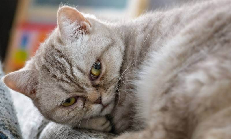 Виды глистов у кошек: пути заражения, симптомы и лечение