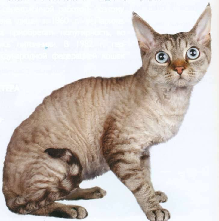 Немецкий рекс: описание породы, характер кошки, советы по содержанию и уходу, фото