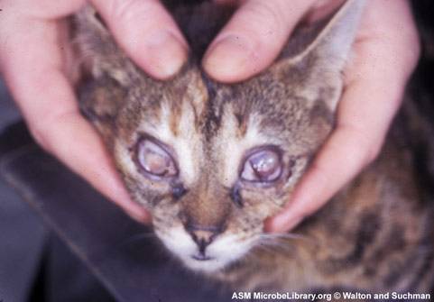 Панлейкопения у кошек: симптомы, профилактика | | блог ветклиники "беланта"