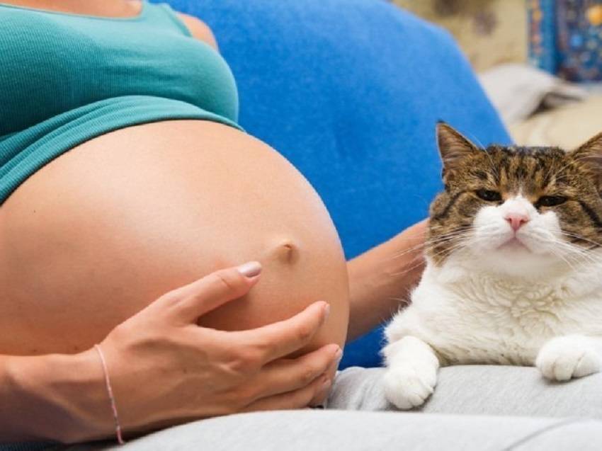 Нужно ли беременным избегать кошачьего туалета и кошек?