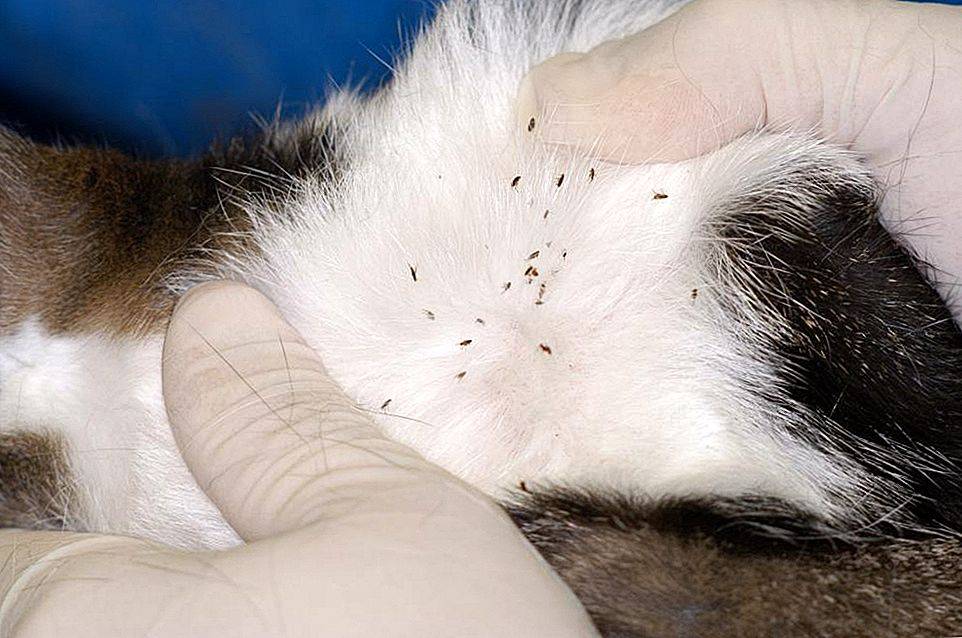 Черные точки на подбородке у кошки
