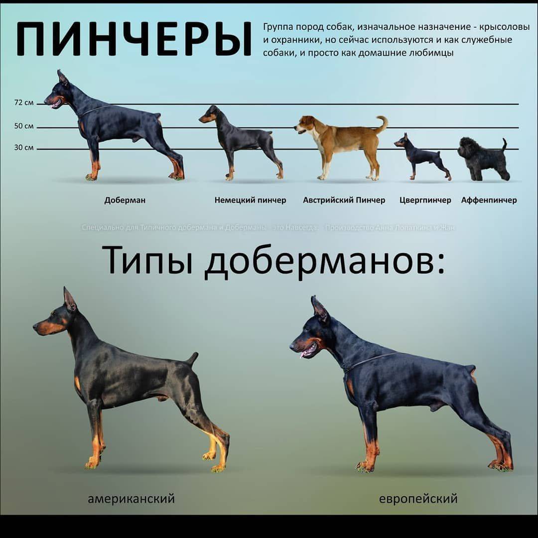 ᐉ как узнать породу собаки по фото, как определить породистый щенок или нет? - zoomanji.ru
