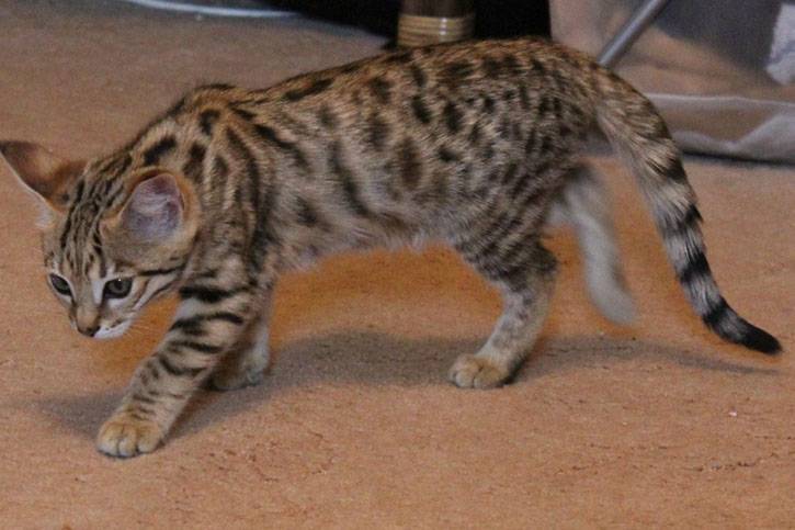 Саванна (ашера): фото большой кошки, описание породы и характер