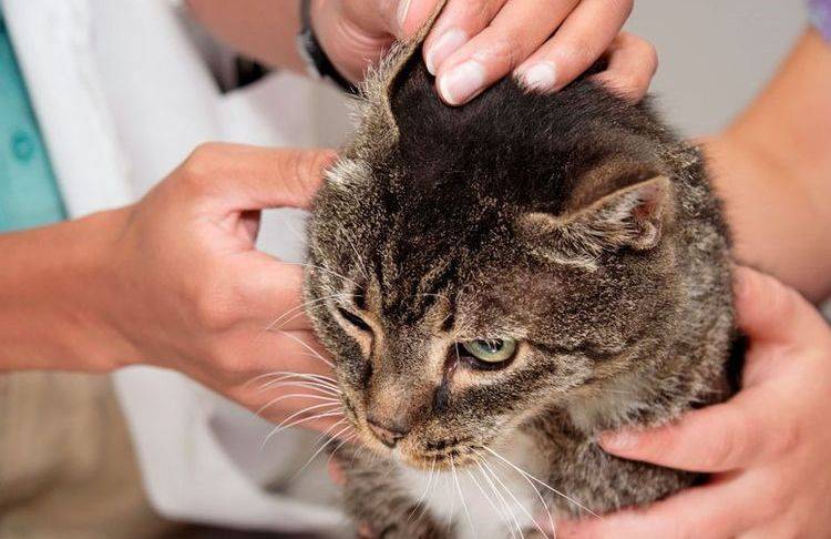 Болезни кошек – симптомы, лечение и профилактика самых распространенных заболеваний