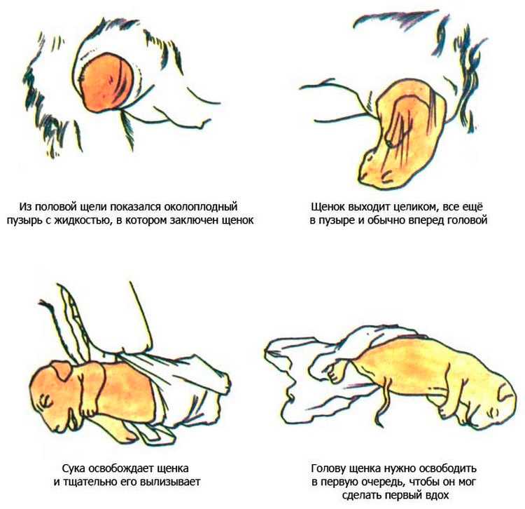 ᐉ как определить начинающиеся роды у кошки? - ➡ motildazoo.ru