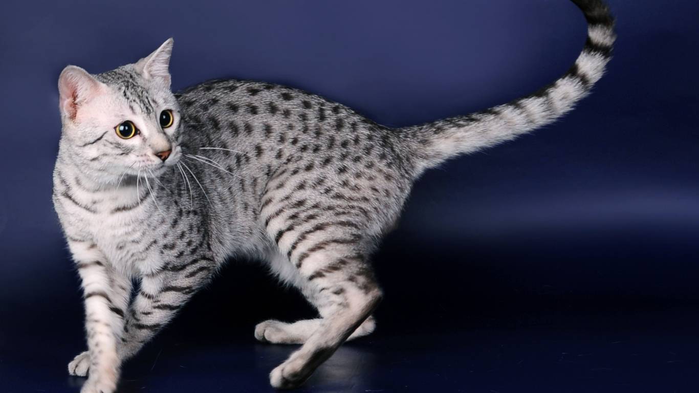 Египетская мау: описание породы кошек, 40 фото, окрасы, котята